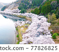 Kaizu Osaki, Shiga Prefecture, seen from the sky "View of cherry blossoms that color the shores of Lake Biwa" 77826825