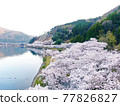 Kaizu Osaki, Shiga Prefecture, seen from the sky "View of cherry blossoms that color the shores of Lake Biwa" 77826827
