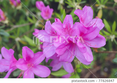 杜鵑花粉紅色的花朵 杜鵑花粉紅色的花朵 77826847
