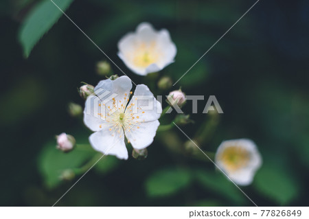 Wildflowers in the wild--white and cute rose flowers Wildflowers in the wild--white and cute rose flowers 77826849
