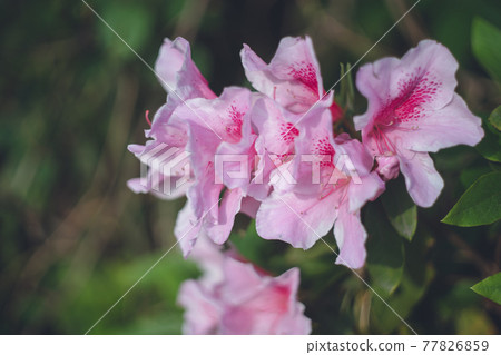杜鵑花粉紅色的花朵 77826859