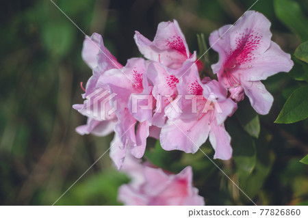 杜鵑花粉紅色的花朵 77826860