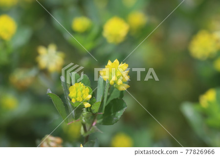 在春天領域開花的白三葉草的黃色花 77826966