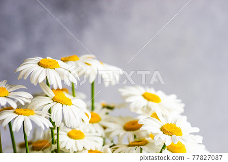 White daisy flowers as a summer background 77827087