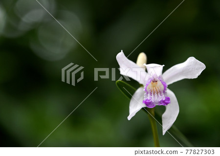 White silane (white flower purple orchid) 77827303