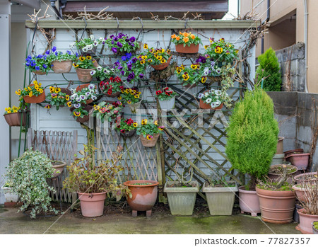 Collection of various plants and small trees outside Japanese house, Kanazawa, Ishikawa Prefecture, Japan. Collection of various plants and small trees outside Japanese house, Kanazawa, Ishikawa Prefecture, Japan. 77827357