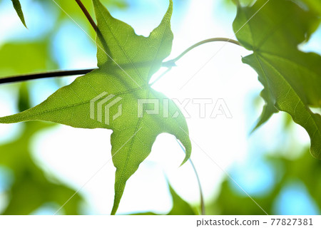 Close-up of leaves 77827381