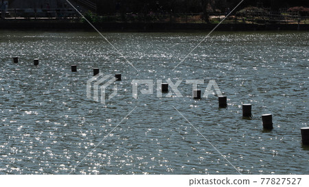 千葉公園的春天 千葉公園的春天 77827527