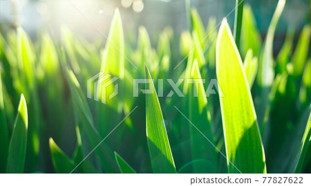 spring juicy green leaves in the rays of the setting sun 77827622
