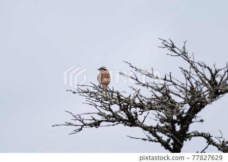 Bunting, a small bird that perches on a tree Bunting, a small bird that perches on a tree 77827629