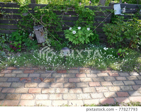 The garden of May when moss phlox and mountain peony bloom and become colorful The garden of May when moss phlox and mountain peony bloom and become colorful 77827793
