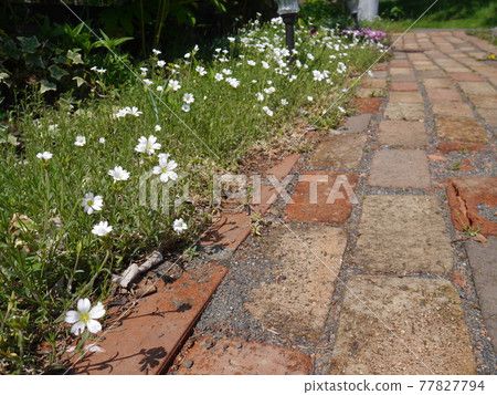 Brick approach with white moss phlox Brick approach with white moss phlox 77827794
