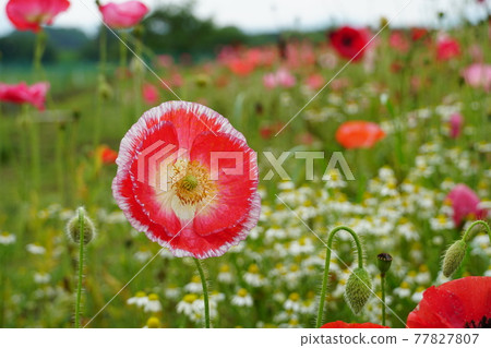 Early summer Poppy flowers in full bloom in Kokaigawa Fureai Park, Shimotsuma City, Ibaraki Prefecture Early summer Poppy flowers in full bloom in Kokaigawa Fureai Park, Shimotsuma City, Ibaraki Prefecture 77827807