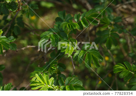 Selective focus, eglantine branch close up with young growing leaves in sunlight 77828354