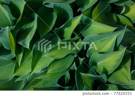 Long green hosta leaves background with copy space. Concept of summer and nature 77828355