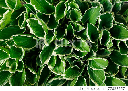 Top view of foliage. Hosta leaves background 77828357