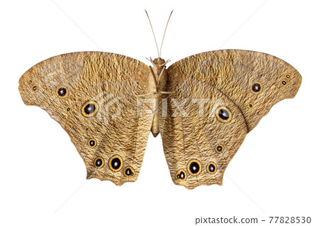 beautiful brown night butterfly isolated on white background beautiful brown night butterfly isolated on white background 77828530