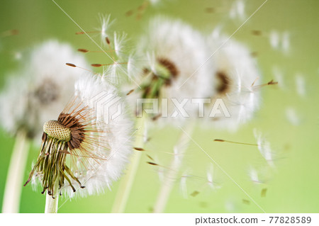 Macro Shot of Dandelion Seeds Being Blown Macro Shot of Dandelion Seeds Being Blown 77828589