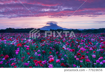 Kokaigawa poppy field shining in the rising sun on Mt. Tsukuba 77828656