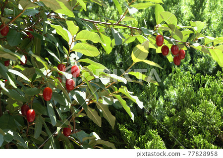 Red gummy berries that grew in the early summer sunshine Red gummy berries that grew in the early summer sunshine 77828958