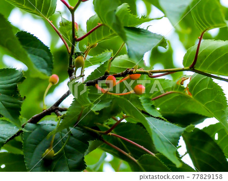 公園裡的櫻桃堅果(櫻桃)・五月下旬的雨天 公園裡的櫻桃堅果(櫻桃)・五月下旬的雨天 77829158