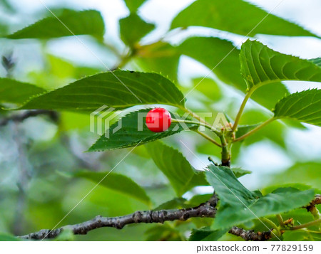 Cherry nuts in the park (cherries) ・ Rainy day in late May 77829159
