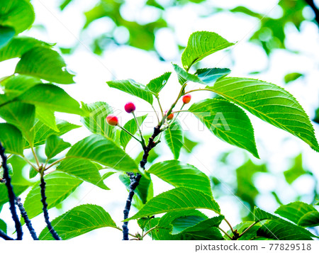 Cherry nuts in the park (cherries) ・ Rainy day in late May 77829518