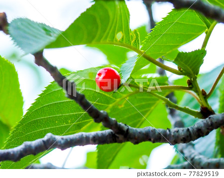 Cherry nuts in the park (cherries) ・ Rainy day in late May 77829519
