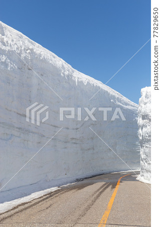 Snow Otani Snow Otani 77829650