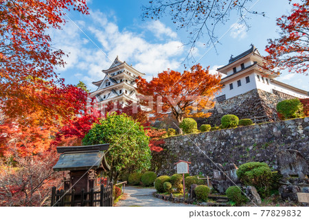Gujo Hachiman Castle in autumn colors <Gujo City, Gifu Prefecture> Gujo Hachiman Castle in autumn colors <Gujo City, Gifu Prefecture> 77829832