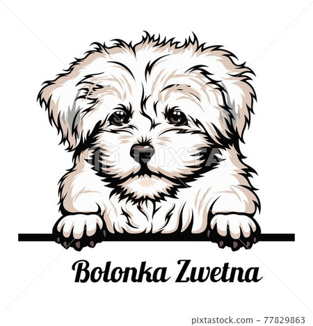 Bolonka Zwetna - dog breed. Color image of a dogs head isolated on a white background Bolonka Zwetna - dog breed. Color image of a dogs head isolated on a white background 77829863