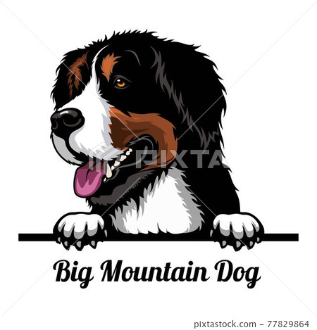 Big Mountain Dog - dog breed. Color image of a dogs head isolated on a white background Big Mountain Dog - dog breed. Color image of a dogs head isolated on a white background 77829864