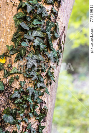 Green Ivy on a tree in the colors of autumn 77829912