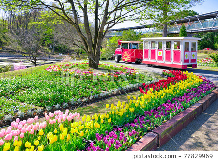 Flower train that goes around the Tottori Flower Corridor (Tottori Prefecture) 77829969