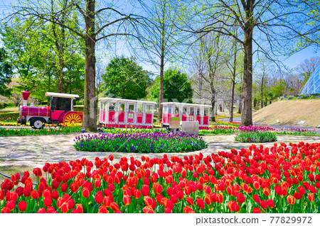 Flower train running in front of the flower dome (Tottori prefecture) 77829972