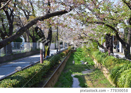 A row of cherry blossom trees in Nomikawa Water Park in Setagaya and Fukasawa A row of cherry blossom trees in Nomikawa Water Park in Setagaya and Fukasawa 77830058