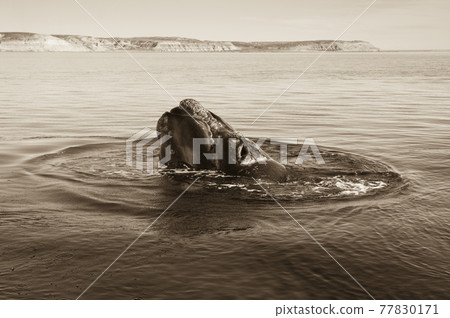 Whale Patagonia Argentina Whale Patagonia Argentina 77830171