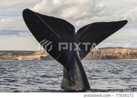 Whale Patagonia Argentina 77830172