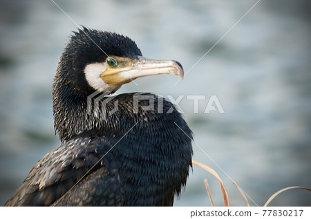 Cormorant Cormorant 77830217