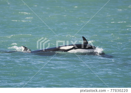 Orca Family, Patagonia Argentina Orca Family, Patagonia Argentina 77830220