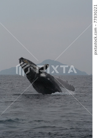 沖繩座間味島白化座頭鯨 沖繩座間味島白化座頭鯨 77830221