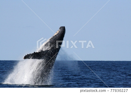 Humpback whale bleaching Okinawa Zamami Island Humpback whale bleaching Okinawa Zamami Island 77830227