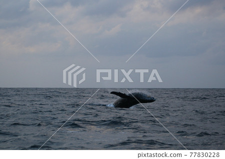 Humpback whale bleaching Okinawa Zamami Island 77830228