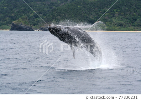 Humpback whale bleaching Okinawa Zamami Island 77830231