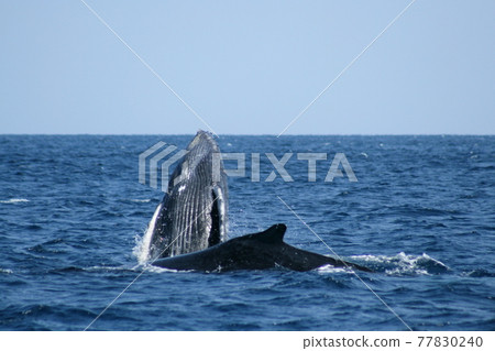 Humpback whale bleaching Okinawa Zamami Island Humpback whale bleaching Okinawa Zamami Island 77830240