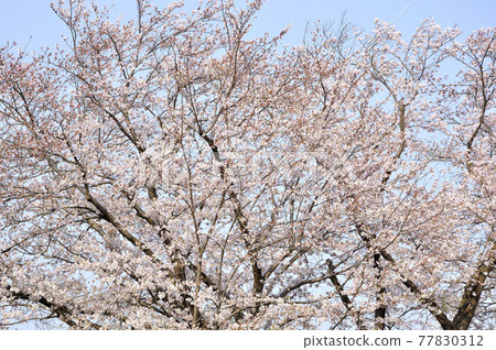 Spring-colored landscape with cherry blossoms 77830312