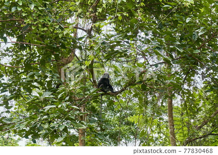 A wild monkey of the Langur breed on a tree branch in the dense jungle. Natural habitat A wild monkey of the Langur breed on a tree branch in the dense jungle. Natural habitat 77830468