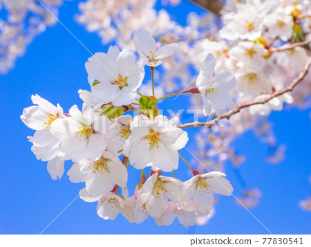 Cherry blossoms in full bloom on the Kannonji River (Kawageta, Inawashiro, Fukushima) 77830541