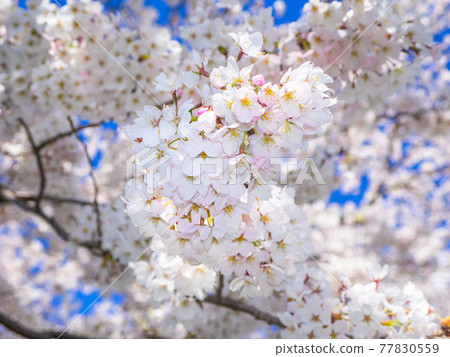 Cherry blossoms in full bloom on the Kannonji River (Kawageta, Inawashiro, Fukushima) Cherry blossoms in full bloom on the Kannonji River (Kawageta, Inawashiro, Fukushima) 77830559