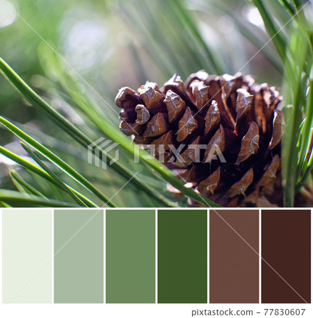 Color matching palette of pine cone Color matching palette of pine cone 77830607